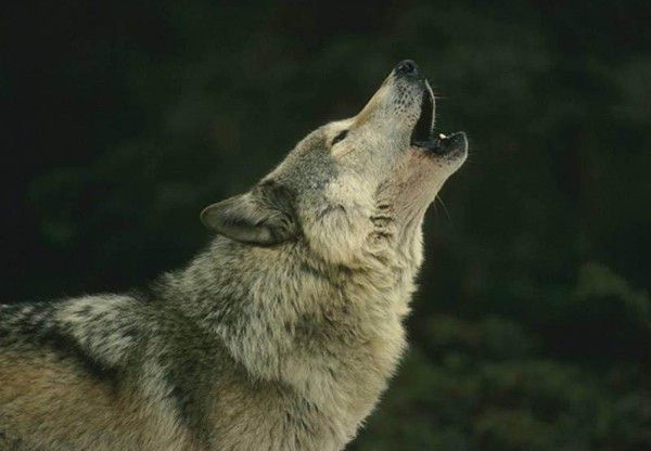Salvar a los lobos subastados para morir's header image