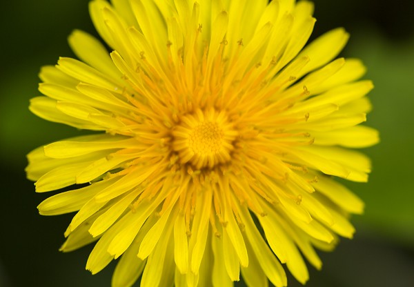 Dandelion Restaurant's header image
