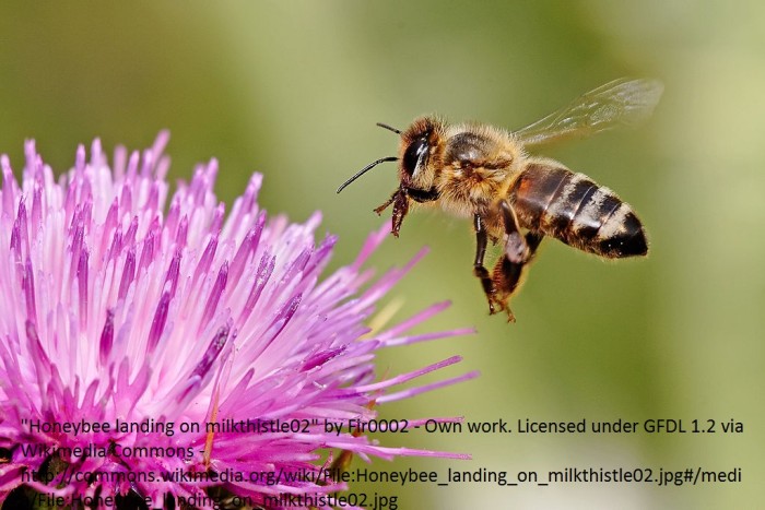 8-1024px-honeybee-landing-on-milkthistle02.jpg