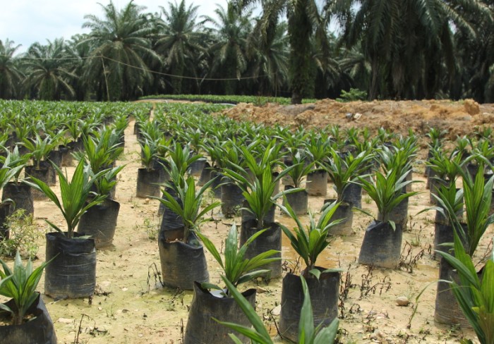 ¿Por qué es importante investigar el aceite de palma?