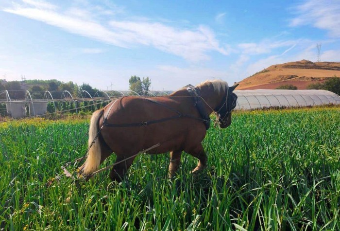 caballo-3.jpeg